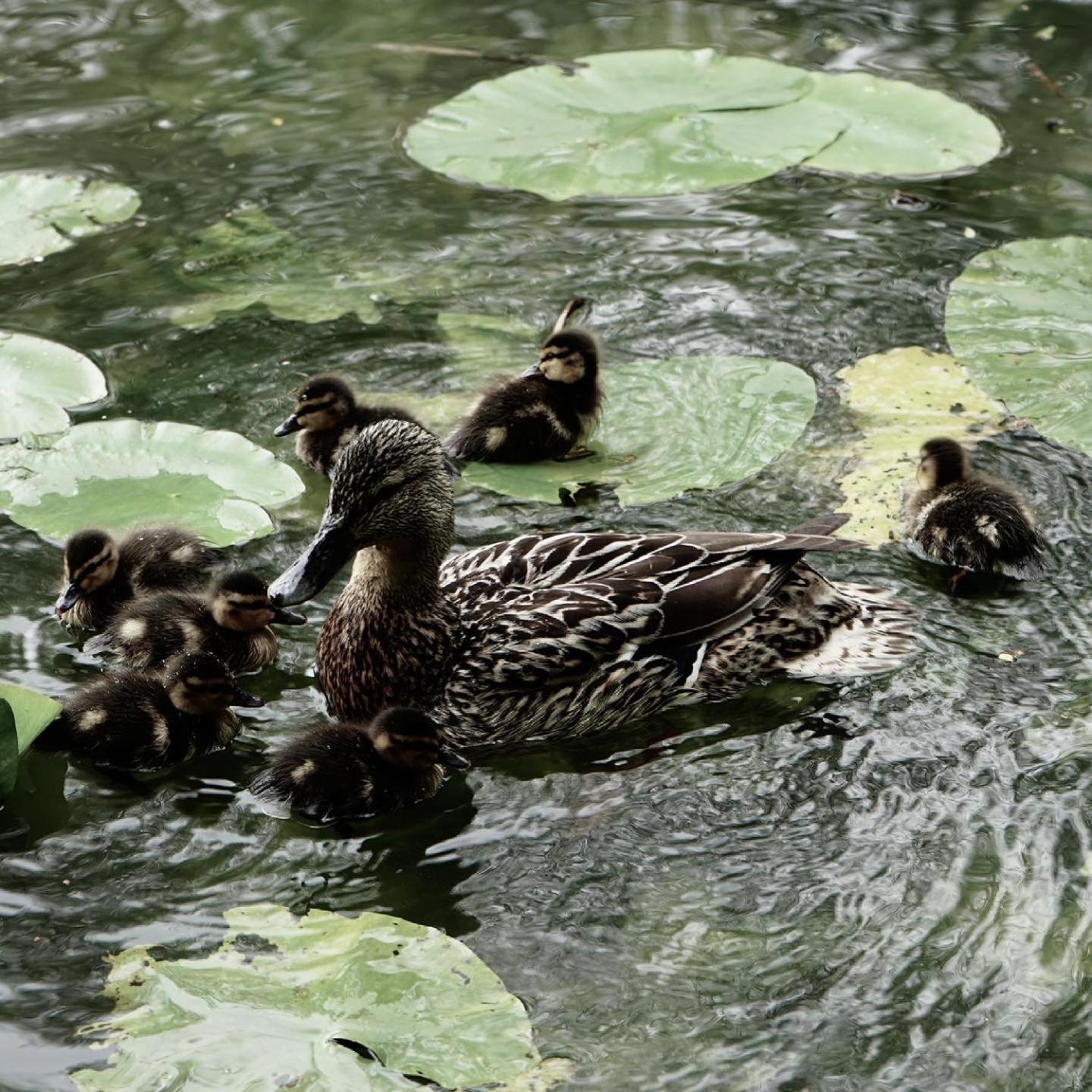 Duck Terrace With Gym Duckling Stays Kibworth Harcourt Exterior foto